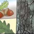 Identifica la foglia di quercia