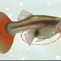 Scopri se la tua guppy è incinta