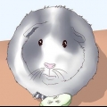 Assicurati che la tua cavia sia felice