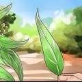 Preparare l'olio di eucalipto