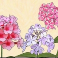 Flox in crescita
