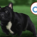 Allevamento di bulldog francesi