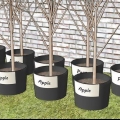 Piantare alberi da frutto