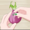 Pianta le cipolle germogliate