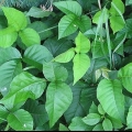 Identificazione dell'edera velenosa