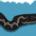 Riconosci i serpenti velenosi