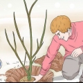 Potatura di alberi di melograno