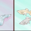 Guppy da riproduzione