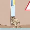 Riconosci che un gatto sta per partorire