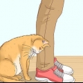 Riconosci se un gatto è un gatto randagio
