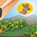 Tieni i cervi fuori dal tuo giardino