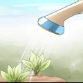 Scegliere il momento migliore per innaffiare il tuo giardino