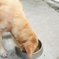 Controllare il comportamento del tuo cane diventando un capobranco