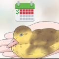 Determinazione del sesso di un cucciolo di anatra