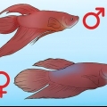 Determinazione del sesso di un pesce betta