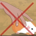 Determinazione del sesso di una cavia