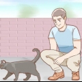 Determinare il sesso di un gatto