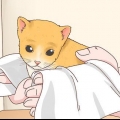 Determinazione del sesso di un gattino