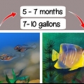 Determinazione del sesso di un pterophyllum