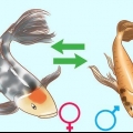 Determinazione del sesso di un pesce