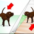 Disimparare il comportamento di marcatura del tuo cane