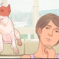 Determinare la razza del tuo cane