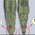 Guarda la differenza tra un coccodrillo e un alligatore