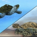 Guarda la differenza tra tartarughe acquatiche, tartarughe marine e tartarughe