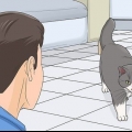 Guadagnare la fiducia di un gatto