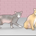 Guadagnare la fiducia di un gatto randagio