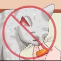 Tenere fuori i gatti