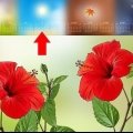 La propagazione dell'ibisco