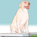 Incoraggiare i cani ad accoppiarsi