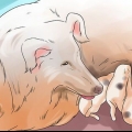 Fare in modo che i cani smettano di mangiare la cacca di cane