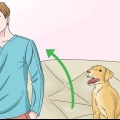 Fare in modo che i cani smettano di leccarsi