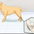 Aiutare i cani con problemi articolari e rigidità