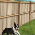 Scoraggiare i cani dal fare la cacca nel cortile