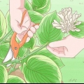Potatura hosta