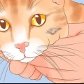 Riconoscere il cancro della pelle in un gatto