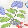 Taglia i fiori di ortensia