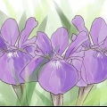 Iris in crescita