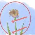 Prendersi cura delle iridi quando i fiori muoiono