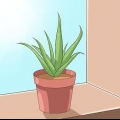 Prendersi cura della tua aloe vera