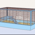 Aiuta la tua cavia a vivere una lunga vita