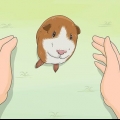 Addestrare la tua cavia