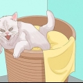 Chiedi scusa a un gatto