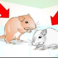 Addomestica i tuoi gerbilli