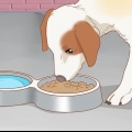 Trattare il tuo cane