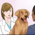 Lascia che il tuo cane mangi cibo secco