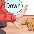 Dare al tuo cane un addestramento all'obbedienza prima che abbia 10 settimane